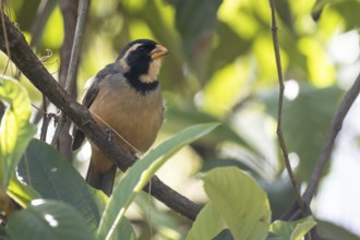 Golden-billed Saltator (Saltator aurantiirostris) in a tree in the wild, Buenos Aires, Argentina