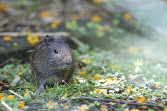 Wild guinea pigs (Cavia aperea) in a nature reserve in Buenos Aires, Argentina