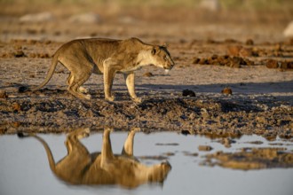 Lioness (Panthera leo) in the morning light at the Nxai Pan waterhole, reflection, Nxai Pan