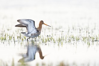 A black-tailed godwit (Limosa limosa) spreads its wings in the shallow water. Grasses reflect the