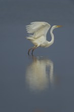 A soaring white egret (Egretta alba) reflected in the calm water, Dümmer nature park Park, Lower