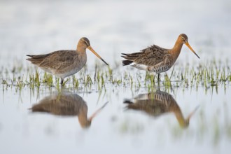 Two black-tailed godwits (Limosa limosa) standing in shallow water, reflecting the surroundings,