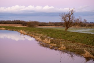 A single bare willow tree (Salix spec.) stands in a vast landscape under a pink sky at dusk at the