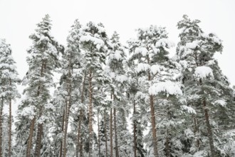 Deep snow-covered pine forest, near Jönköping, Jönköpings län, Sweden