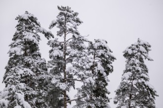Snowy pines, near Jönköping, Jönköpings län, Sweden