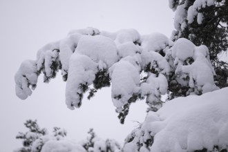 Snow-covered branch of a pine tree, near Jönköping, Jönköpings län, Sweden