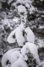 Snow-covered pine, near Jönköping, Jönköpings län, Sweden