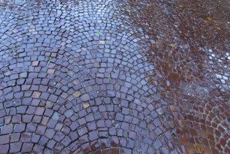 Rainy, paved street, Krakow, Poland