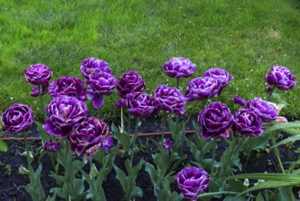 Tulips (Tulipoa) in the rain, Krakow, Poland
