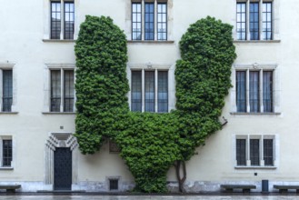 Climbing perennial in the courtyard on Wawel Hill, Krakow, Poland