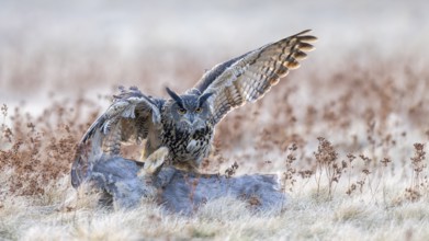 Eurasian Eagle-owl (Bubo bubo), on a roe deer (Capreolus capreolus), roadkill, Swabian Alb