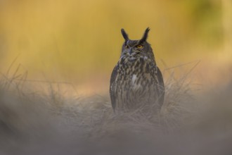 Eurasian Eagle-owl (Bubo bubo), sitting in a meadow in the last light, backlight, Swabian Alb