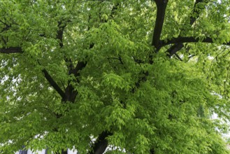 Maple tree (Acer) with May green leaves, Krakow, Poland