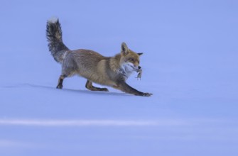 Red fox (Vulpes vulpes), with caught mouse on a meadow covered with snow, Swabian Alb biosphere