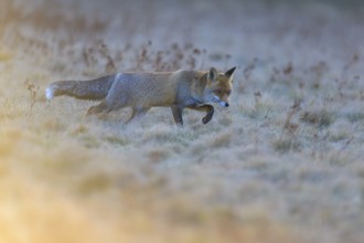 Red fox (Vulpes vulpes), foraging in a meadow, Swabian Alb biosphere reserve, Baden-Württemberg,