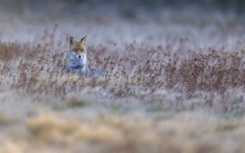 Red fox (Vulpes vulpes), securing in the last light, Swabian Alb biosphere reserve,
