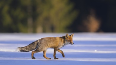 Red fox (Vulpes vulpes), foraging in a meadow covered with snow, Swabian Alb biosphere reserve,