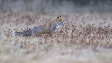 Red fox (Vulpes vulpes), securing in the last light in a meadow, Swabian Alb biosphere reserve,