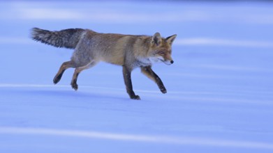 Red fox (Vulpes vulpes), jumping on a meadow covered with snow, Swabian Alb biosphere reserve,