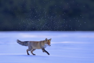 Red fox (Vulpes vulpes), jumping fox on a snow-covered meadow with snow crystals, Swabian Alb