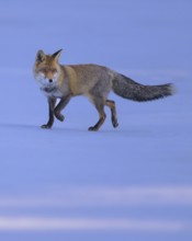 Red fox (Vulpes vulpes), foraging in a meadow covered with snow, Swabian Alb biosphere reserve,