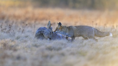 Red fox (Vulpes vulpes), at last light, roe deer (Capreolus capreolus), roadkill, Swabian Alb
