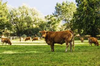 Bulls and Cows on Scottish Borders Farms, Scotland, UK