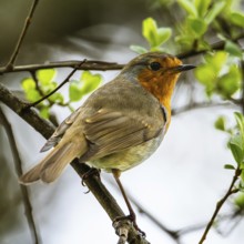 European Robinin in his environment. His Latin name is Erithacus rubecula