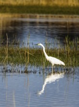 Great White Egret, Ardea alba, bird in hunting on marshes