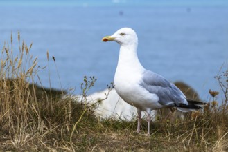Herring Gull, Sea Gull, Gulls on Dorset cliff, England, United Kingdom