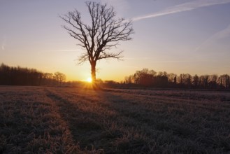 Landscape, winter, sunrise, tree, meadow, hoarfrost, cold, North Rhine-Westphalia, Germany