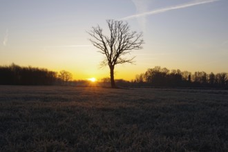 Landscape, winter, sunrise, tree, colored, North Rhine-Westphalia, Germany