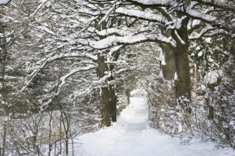 Oak avenue (Quercus robur), hiking trail, walking path, winter landscape, Penzberg, Upper Bavaria,