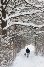 Man with dog walking, deep snow, snowy trees, path, ravine, winter, Upper Bavaria, Germany
