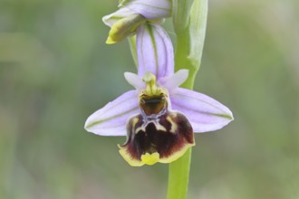 Bee orchid (Ophrys apivera), single flower, close-up, at the edge of a field hedge, North