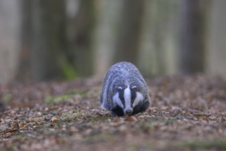 European badger (Meles meles), foraging in a beech forest, Swabian Alb biosphere reserve,