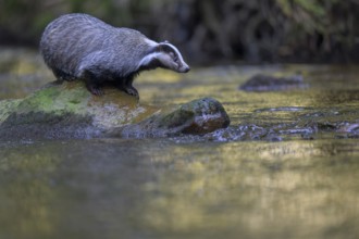 European badger (Meles meles), sitting on a stone in a stream in the last light, deciduous tree is