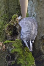 European badger (Meles meles), foraging on the trunk of an old beech tree, beech forest, Swabian