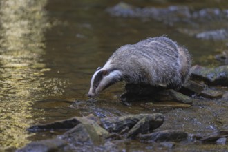 European badger (Meles meles), foraging on the banks of a stream in the last light, deciduous tree