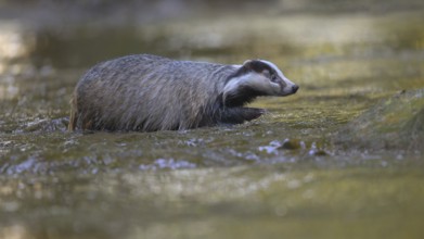 European badger (Meles meles), crossing stream in last light, deciduous tree reflected in water,