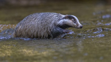 European badger (Meles meles), crossing a stream in the last light, deciduous tree is reflected in