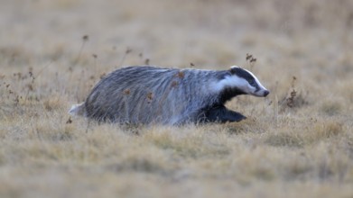 European badger (Meles meles), foraging in a meadow, Swabian Alb biosphere reserve,