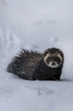 Moving around in closed snow cover is difficult for the European polecat (Mustela putorius), snow,