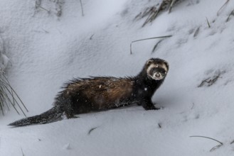 The squeak of a mouse gives the European polecat (Mustela putorius) pause, snow, winter, cold,