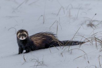 The European polecat (Mustela putorius) likes to hunt along the banks of bodies of water or in