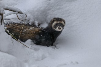 The inspection of a small cave in a tree root for prey ends unsuccessfully for the European polecat