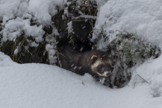 A European polecat (Mustela putorius) inspects a cave in search of prey, but without hunting