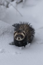 Hunting is no easy task for the European polecat (Mustela putorius) when the snow cover is closed,