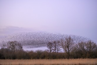 A flock of starlings (Sturnus vulgaris) forms impressive patterns in front of a colourful sky at