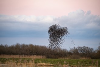 A flock of starlings (Sturnus vulgaris) draws a dynamic heart-shaped form in the sky, Dümmer nature